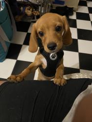 Lost Female Dog last seen Willow wood ln , Houston, TX 77086