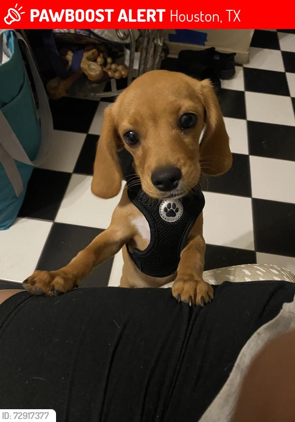 Lost Female Dog last seen Willow wood ln , Houston, TX 77086