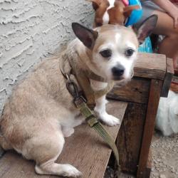 Reunited Male Dog last seen FRONT AND BERKS, Philadelphia, PA 19122