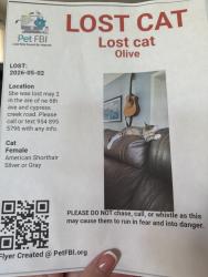 Lost Female Cat last seen 6th Ave & Cypress Creek, Oakland Park, FL 33334