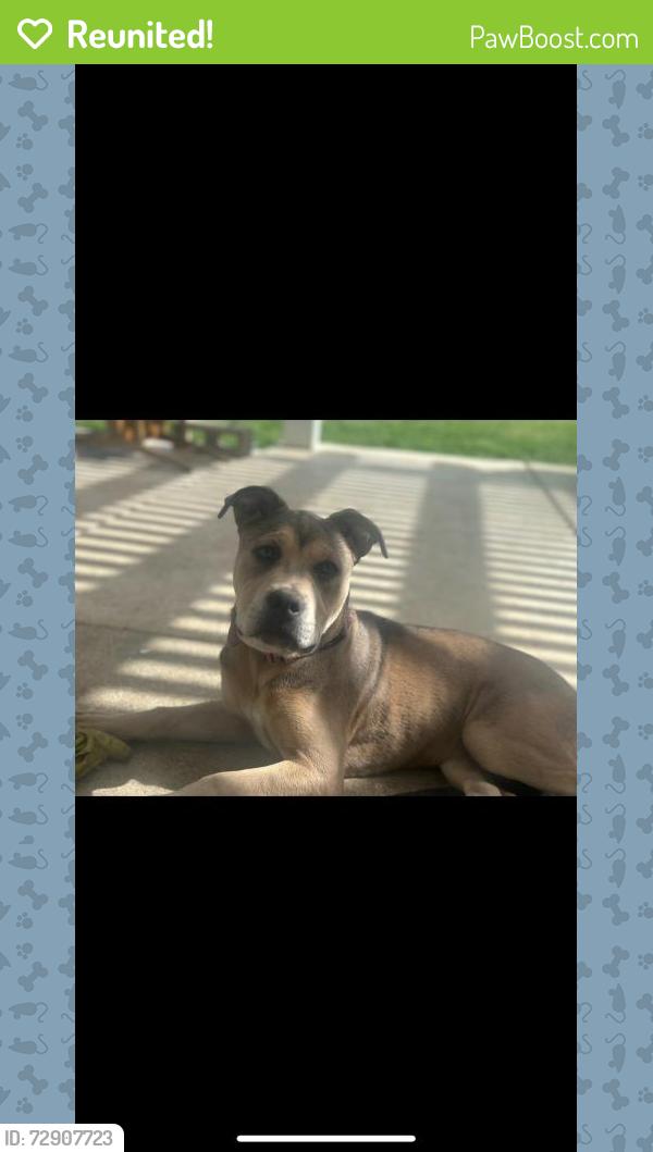 Reunited Female Dog last seen Meadowview, Temecula, CA 92591