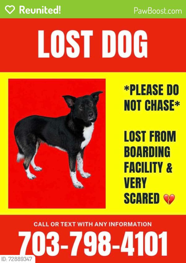 Reunited Female Dog last seen Franconia Rd and Grovedale St, Alexandria, VA 22310