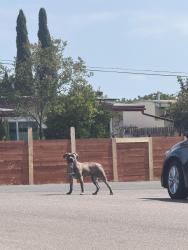 Reunited Male Dog last seen Dwight St & Robin St, San Diego, CA 92115