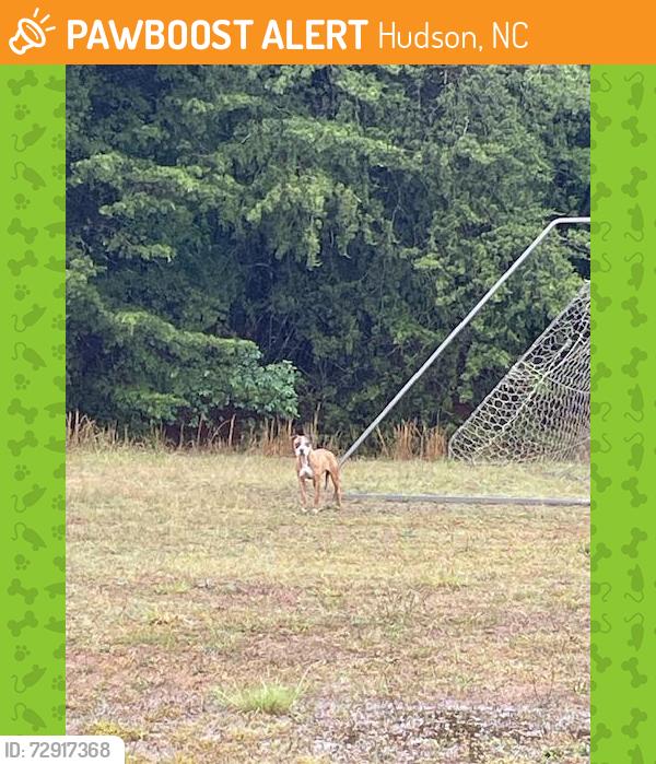 Found/Stray Unknown Dog last seen Hudson Elementary School, Hudson, NC 28638