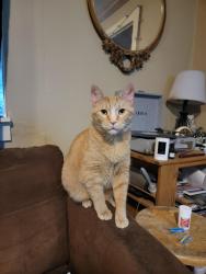 Lost Male Cat last seen County Road K, between County Road 10-1 and County Road 11, Delta, OH 43515