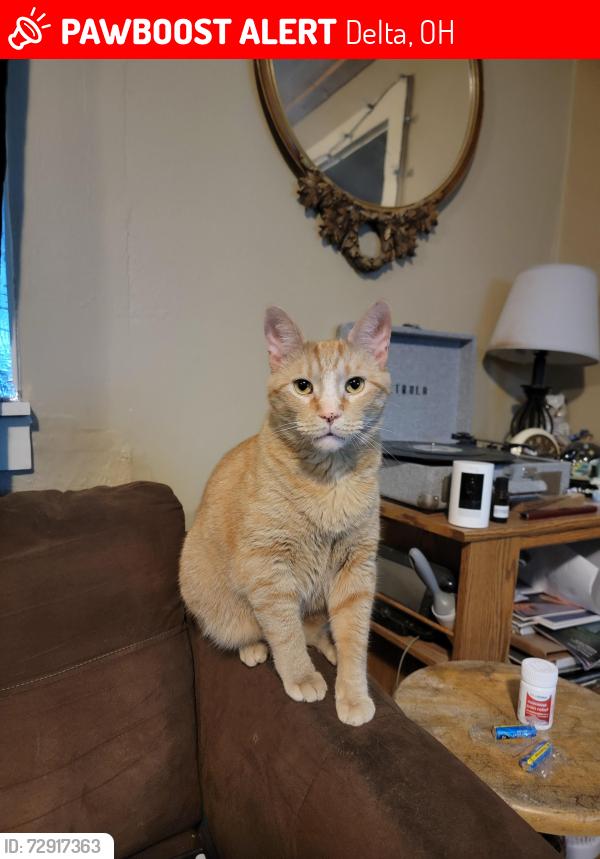 Lost Male Cat last seen County Road K, between County Road 10-1 and County Road 11, Delta, OH 43515