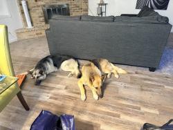 Reunited Male Dog last seen Sunrise and glenhurst, North Richland Hills, TX 76182