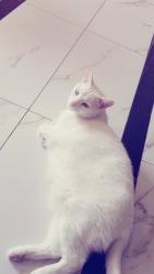 Lost Female Cat last seen Fowler Drive , Mississauga, ON L5K 2C7