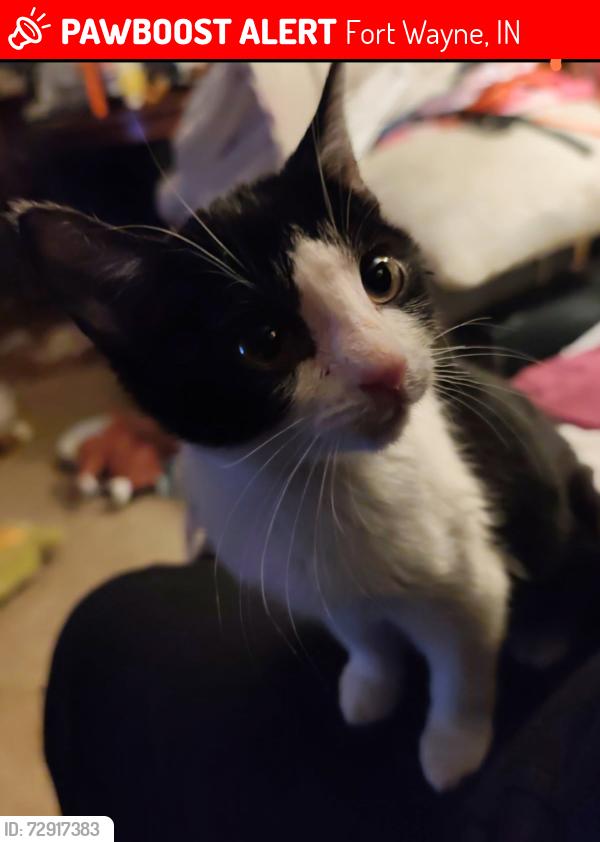 Lost Male Cat last seen Blissfield Ct , Fort Wayne, IN 46818