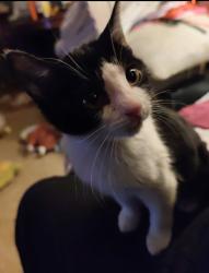 Lost Male Cat last seen Blissfield Ct , Fort Wayne, IN 46818