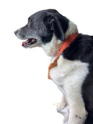 Reunited Male Dog last seen S 5th St, Shamokin, PA, USA, Shamokin, PA 17866