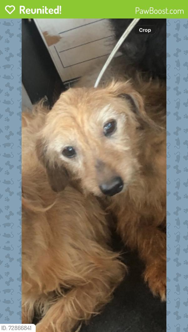 Reunited Female Dog last seen Near S Cliveden Ave, Compton, CA 90220, USA, Compton, CA 90220