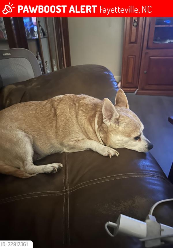 Lost Female Dog last seen Circle K, Fayetteville, NC 28304