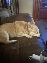 Lost Female Dog last seen Circle K, Fayetteville, NC 28304