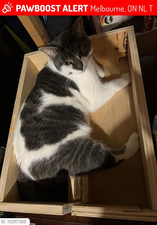 Lost Male Cat last seen Melbourne rd and longwoods rd, Melbourne, ON N0L 1T0