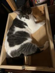 Lost Male Cat last seen Melbourne rd and longwoods rd, Melbourne, ON N0L 1T0