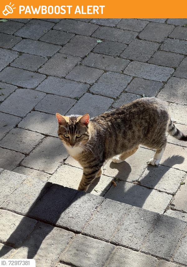 Found/Stray Male Cat last seen Kelso Rd, Clackamas County, OR 97009