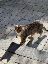 Found/Stray Male Cat last seen Kelso Rd, Clackamas County, OR 97009