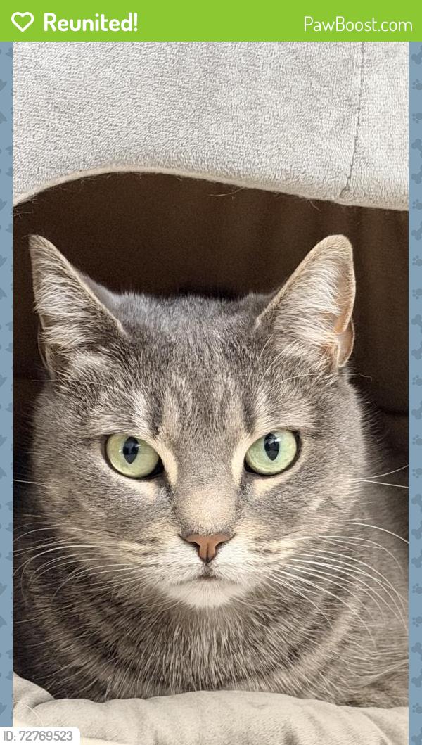 Reunited Female Cat last seen Near Rockwell Ave, Philadelphia, PA 19111, USA, Philadelphia, PA 19111