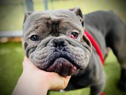 Shelter Stray Male Dog last seen , Orlando, FL 32839