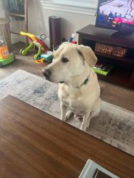 Reunited Male Dog last seen Oak Forest Dr and 34th St, Houston, TX 77018