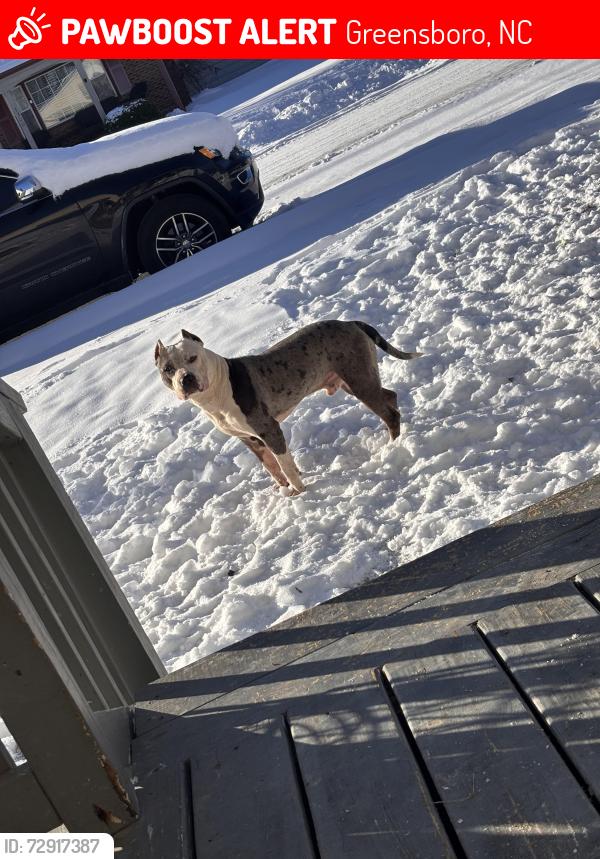 Lost Male Dog last seen NC A&T university area, Logan, Washington St , Greensboro, NC 27401