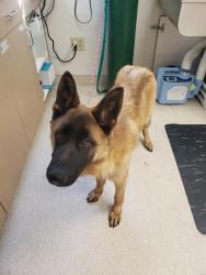 Shelter Stray Male Dog last seen HIGH ST & LOS ROBLES BLVD, Sacramento, CA 95818