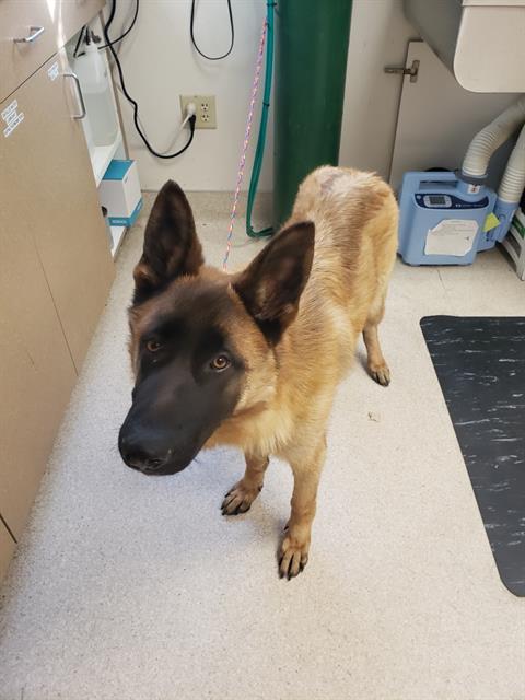 Shelter Stray Male Dog last seen HIGH ST & LOS ROBLES BLVD, Sacramento, CA 95818