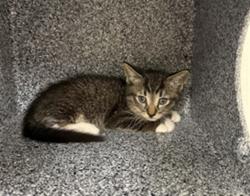 Shelter Stray Male Cat last seen LAKE MARY BLVD/OHIO--SANFORD, Sanford, FL 32773