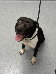 Shelter Stray Male Dog last seen Near , Indianapolis, IN 46221