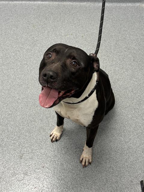 Shelter Stray Male Dog last seen Near , Indianapolis, IN 46221