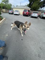 Reunited Male Dog last seen San Bernardino/ Citrus , Fontana, CA 92335