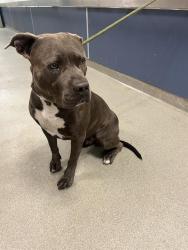 Shelter Stray Male Dog last seen Near BLOCK YORK ST, Doral, FL 33122
