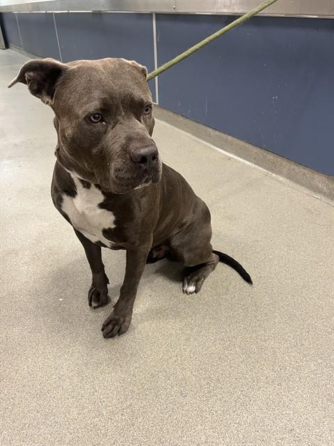 Shelter Stray Male Dog last seen Near BLOCK YORK ST, Doral, FL 33122