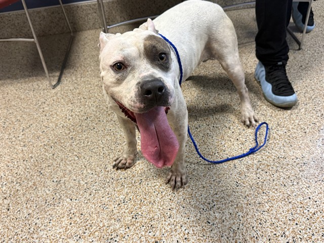 Shelter Stray Female Dog last seen LAS, Doral, FL 33122