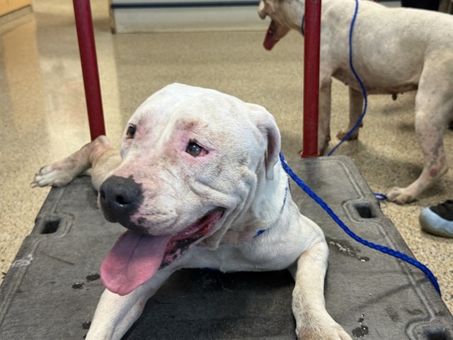 Shelter Stray Female Dog last seen LAS, Doral, FL 33122