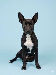 Shelter Stray Female Dog last seen W 19TH ST, Jacksonville, FL 32204