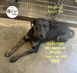 Shelter Stray Male Dog last seen , Los Angeles, CA 90047