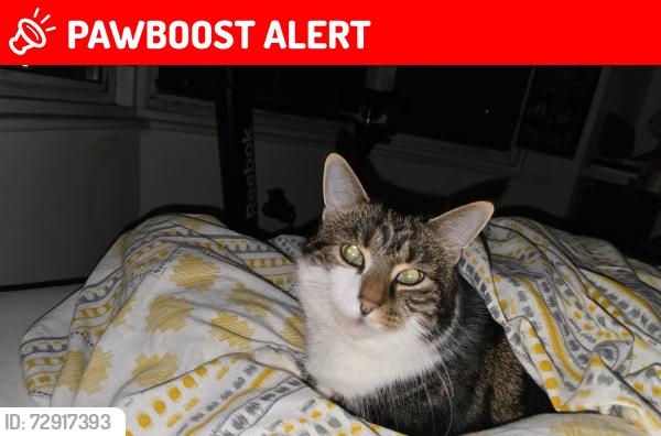 Lost Female Cat last seen Jobcentre, West Sussex, England BN11