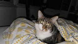 Lost Female Cat last seen Jobcentre, West Sussex, England BN11