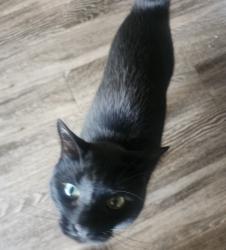 Lost Male Cat last seen Lifestyle apmts Pellicsno, El Paso, TX 79936