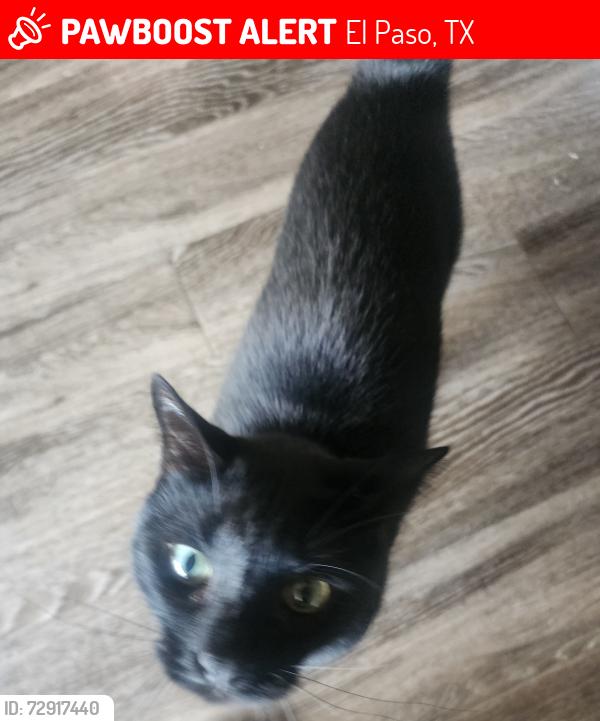 Lost Male Cat last seen Lifestyle apmts Pellicsno, El Paso, TX 79936