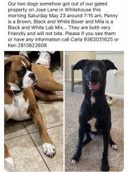 Reunited Female Dog last seen County Road 2192, Whitehouse, TX 75791