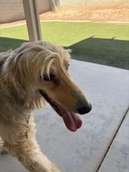 Reunited Male Dog last seen E Pebble Rd & Gilespie St, Enterprise, NV 89123, USA, Enterprise, NV 89123