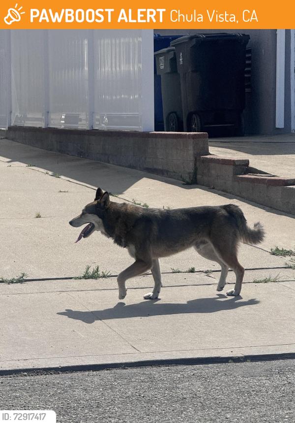 Found/Stray Male Dog last seen J street and 4th ave, Chula Vista, CA 91910