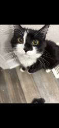 Reunited Unknown Cat last seen Lakeside place appts, Pelham rd , Greenville, SC 29615