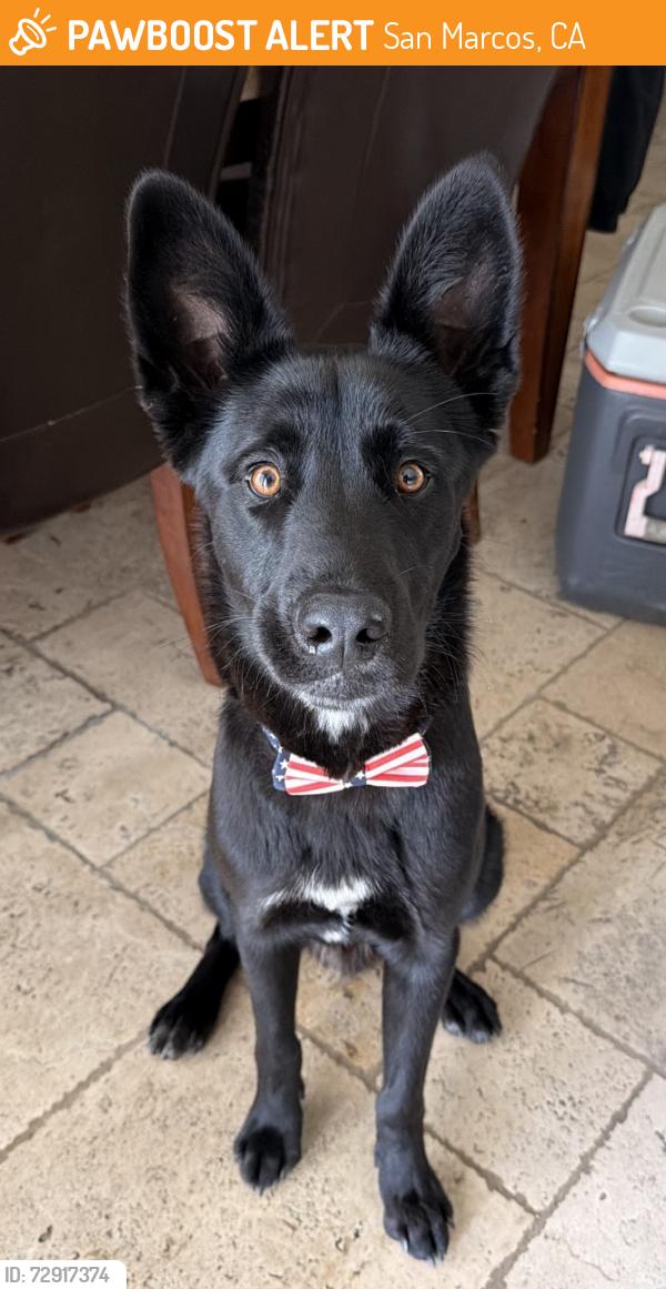 Found/Stray Male Dog last seen Marilyn Ln, Unincorp San Marcos, San Marcos, CA 92069