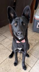 Found/Stray Male Dog last seen Marilyn Ln, Unincorp San Marcos, San Marcos, CA 92069
