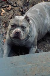 Lost Male Dog last seen Near NC A&T university area, Logan st, Washington st, Greensboro, NC 27401
