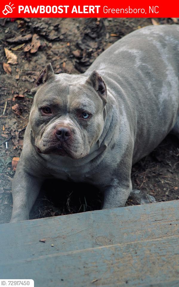 Lost Male Dog last seen Near NC A&T university area, Logan st, Washington st, Greensboro, NC 27401